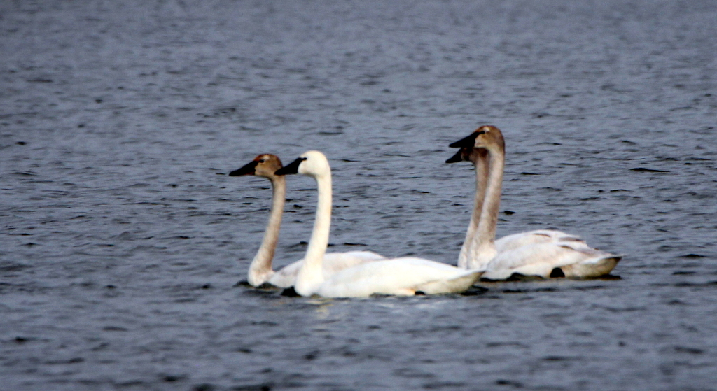 Newtowne Neck State Park