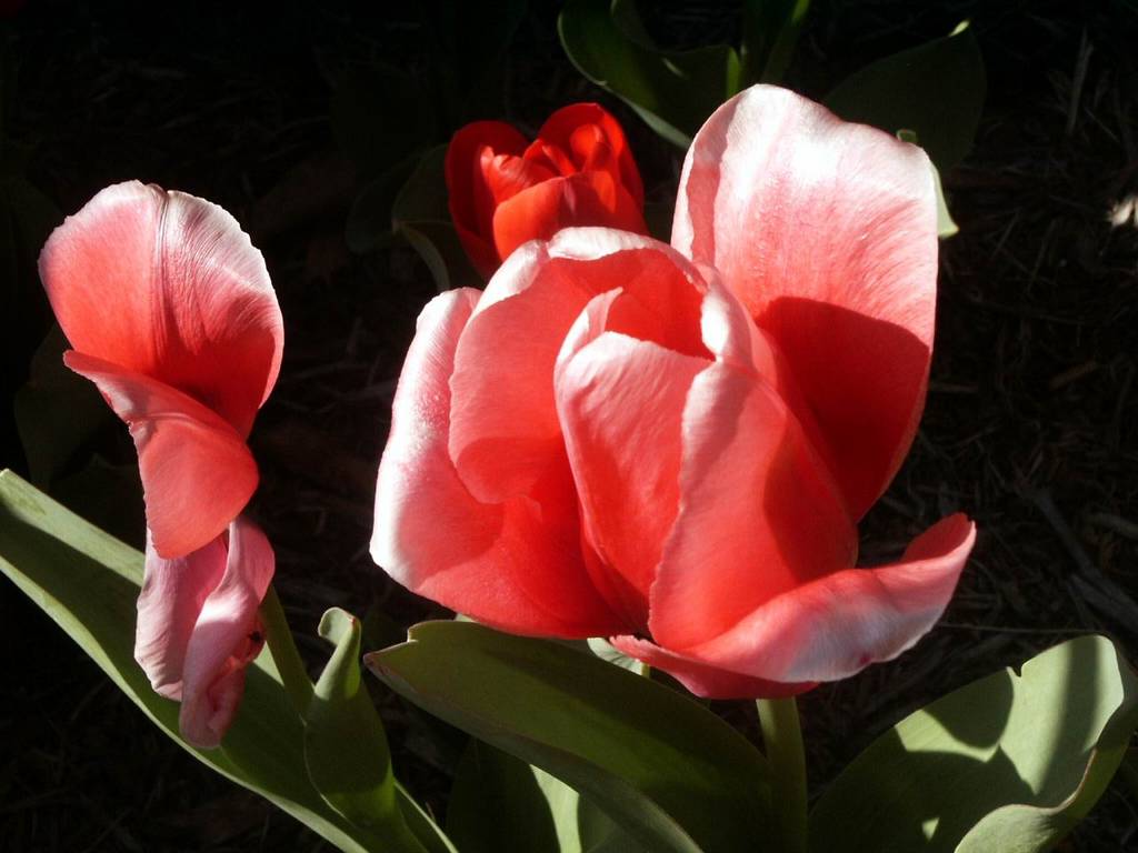 Nice Tulips