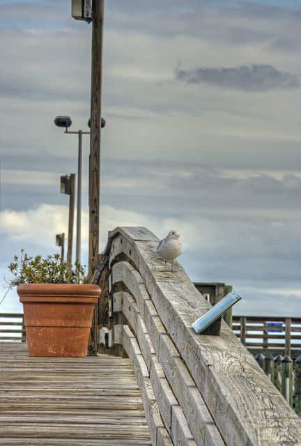 North Beach Pier and Bird.