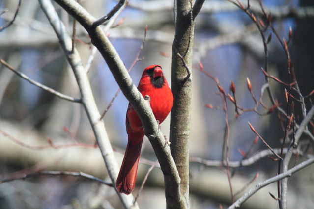 northern cardinal, male