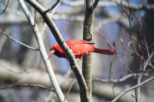 northern cardinal, male