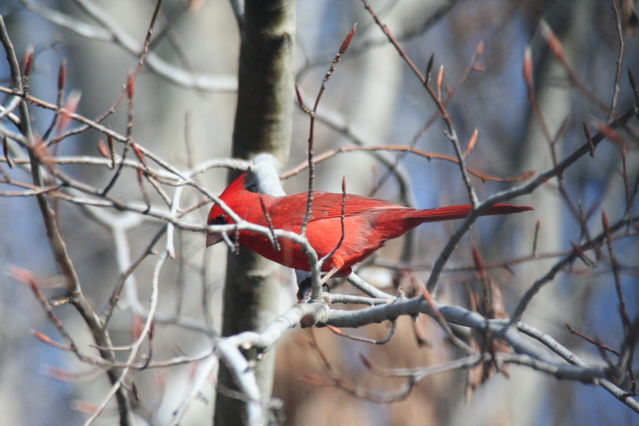 northern cardinal, male