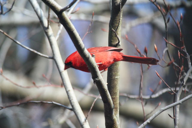 northern cardinal, male