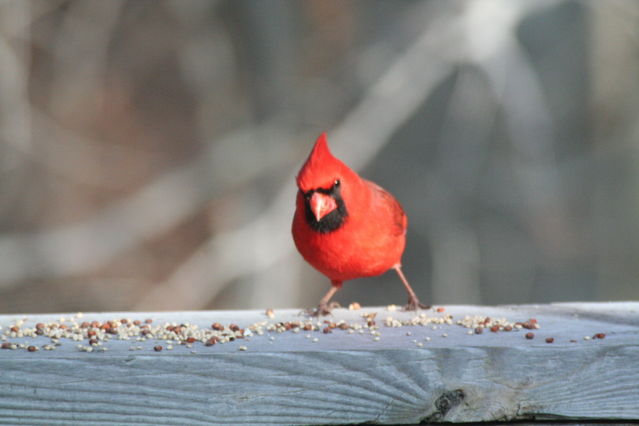 northern cardinal, male