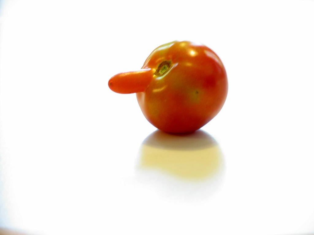 Nosey_Tomato-IMG_4066-R