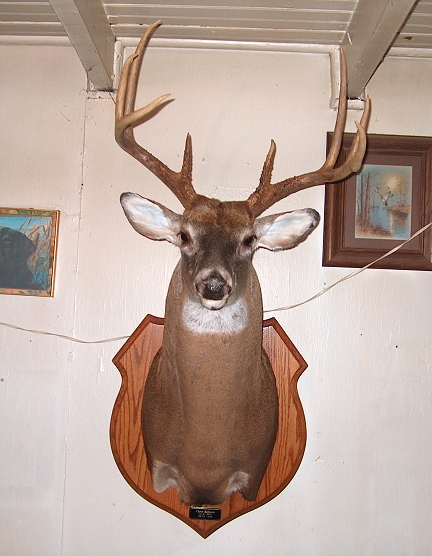 One of This Years buck