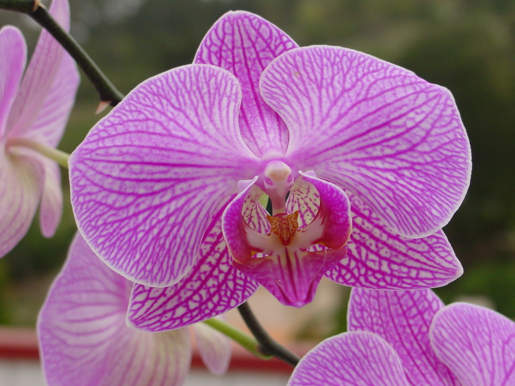 Orchid