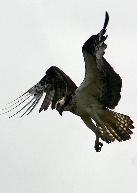 osprey 2