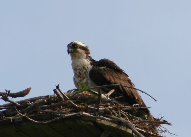 Osprey 2