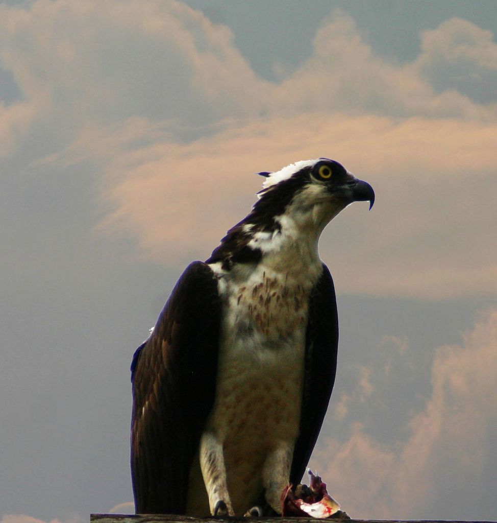 Osprey 2