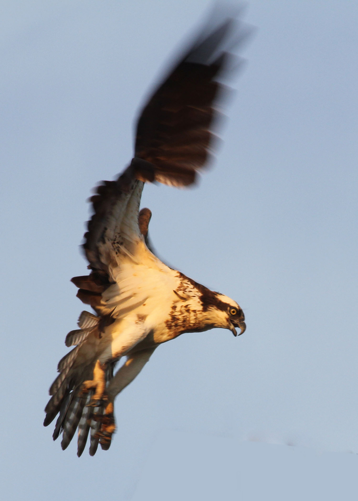 Osprey 2