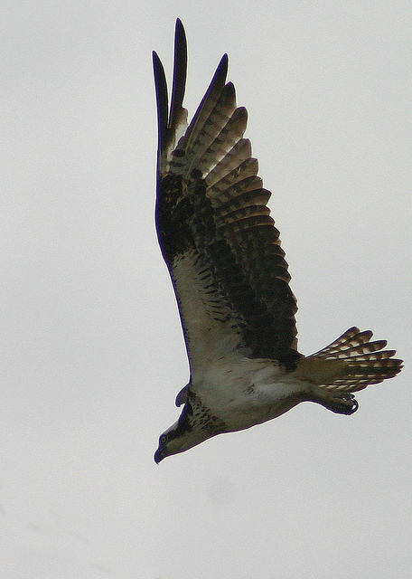 osprey 3