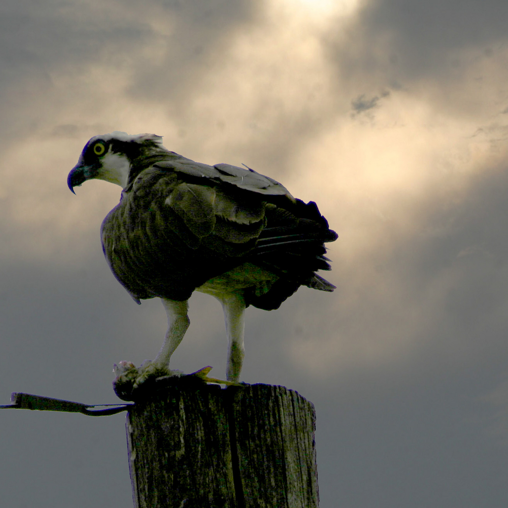 Osprey 3