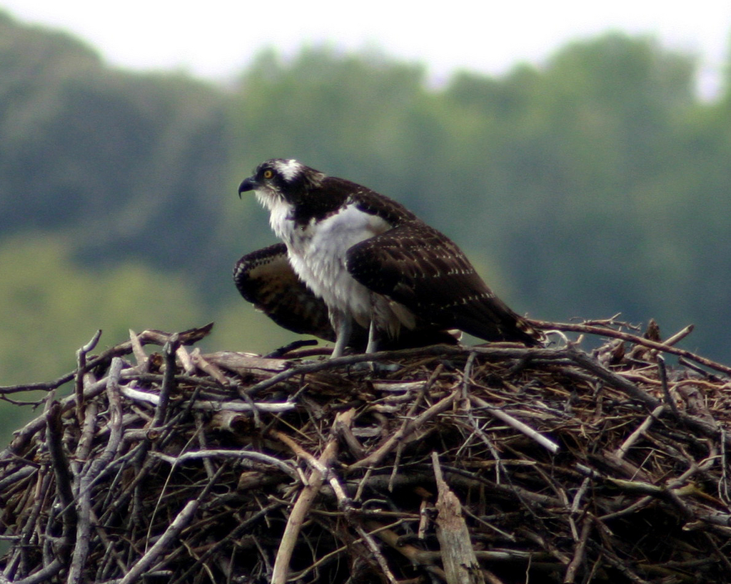 Osprey at St.Mary's City