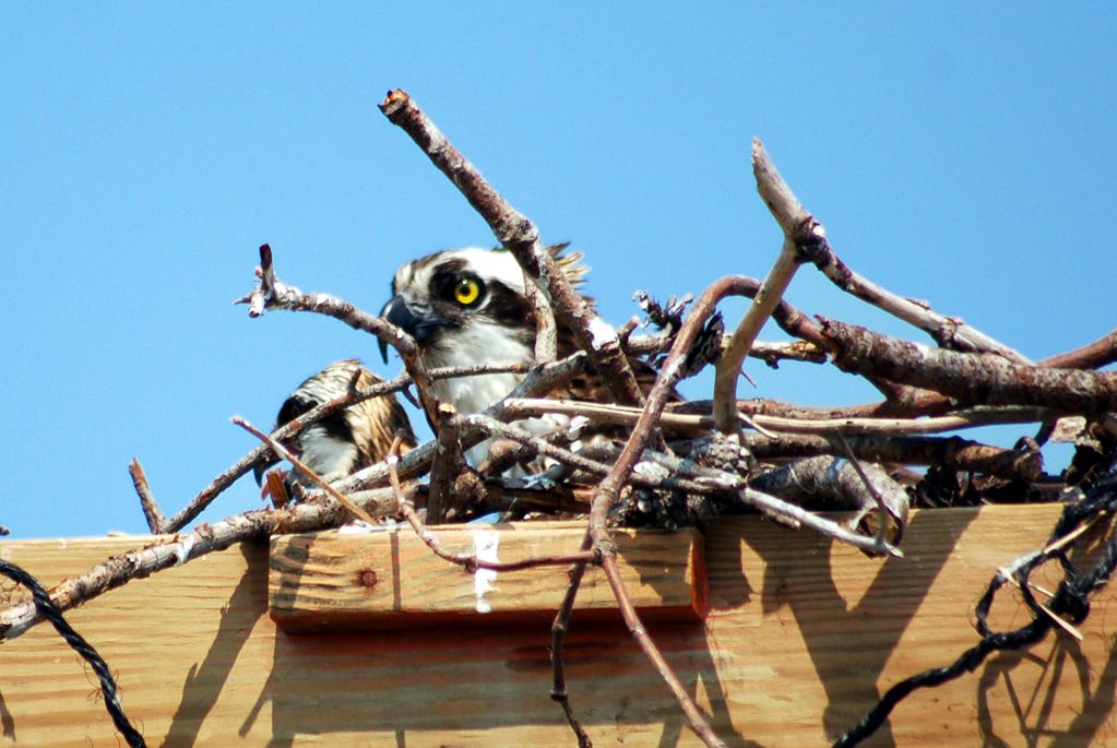 Osprey & Baby