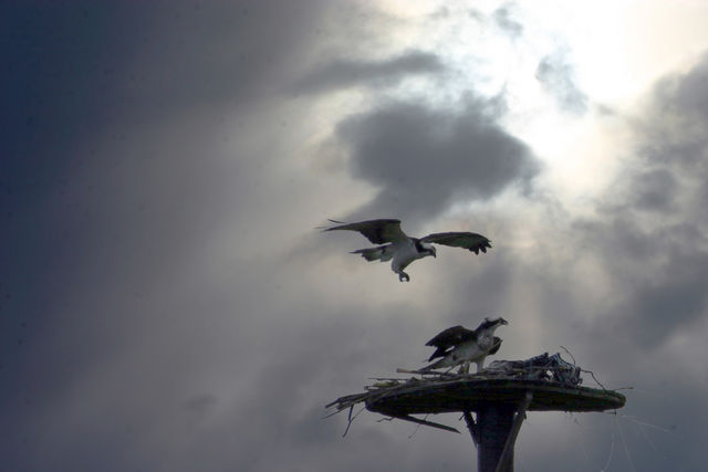 Osprey Evening