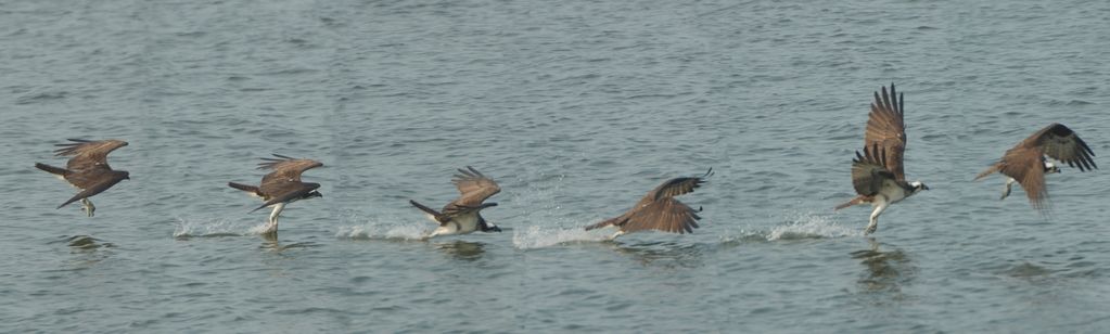 Osprey in Flight - Fishing