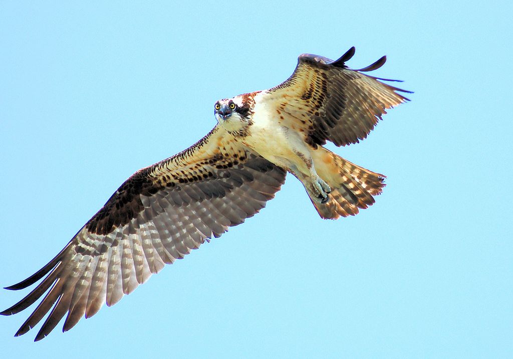 Osprey in Flight