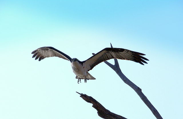 OSPREY IN FLIGHT