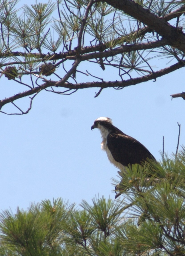 Osprey in Tree