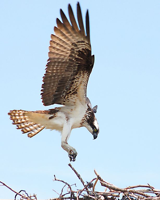 Osprey Landing (enhanced)