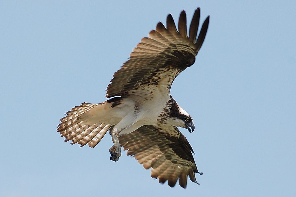 Osprey landing