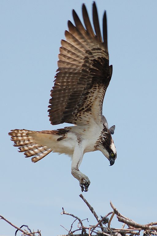 Osprey landing