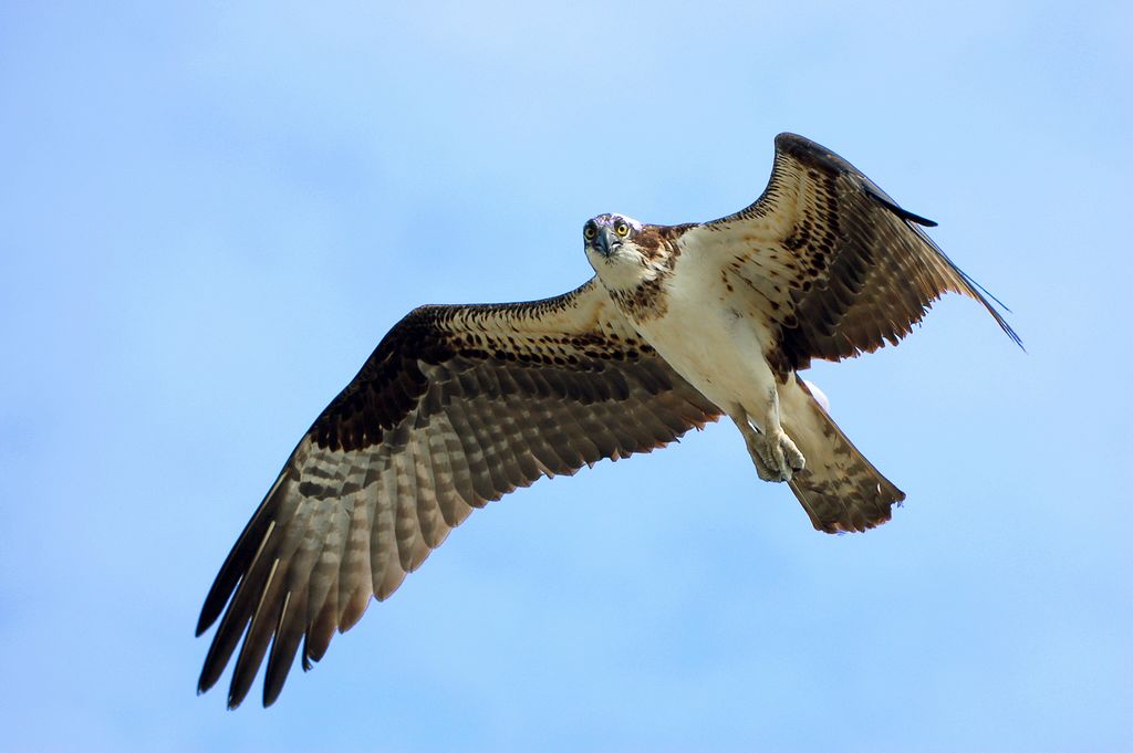 Osprey looking at you (enhanced)