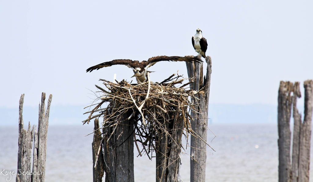 Osprey Nest