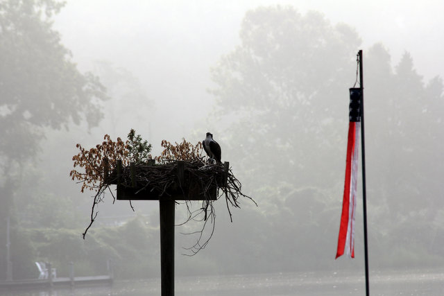 Osprey on a Foggy Morning