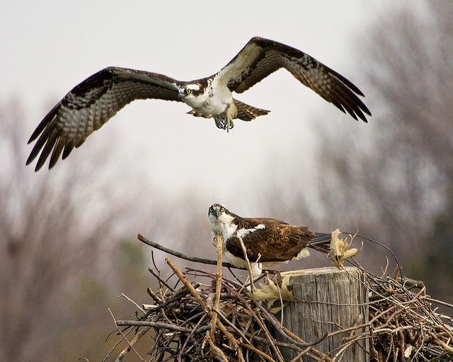 Osprey Pair