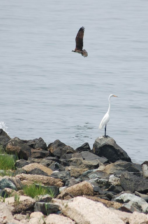 osprey & white heron