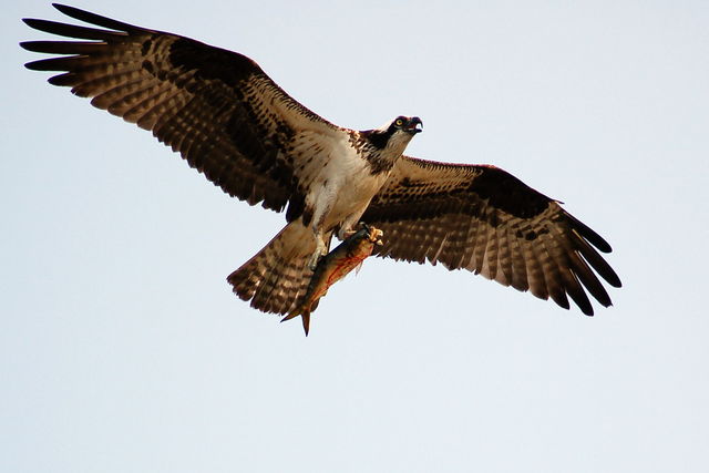 Osprey with a fish