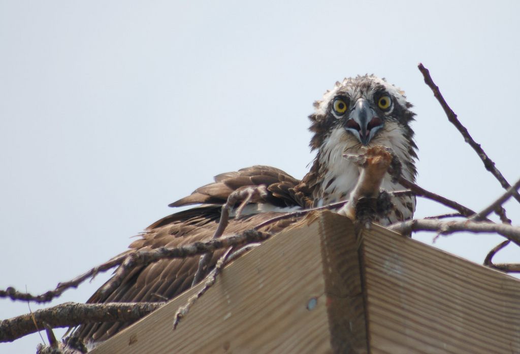 Osprey