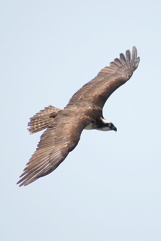 Osprey