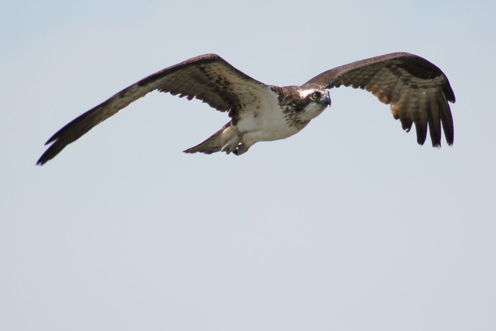 Osprey