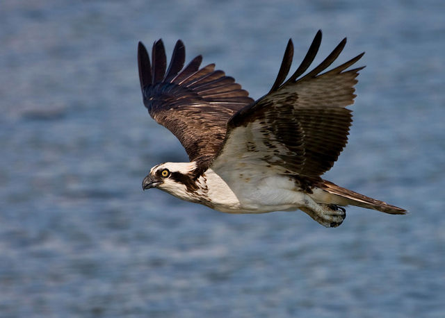 Osprey