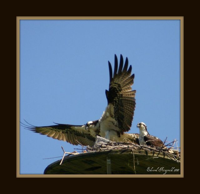 Osprey