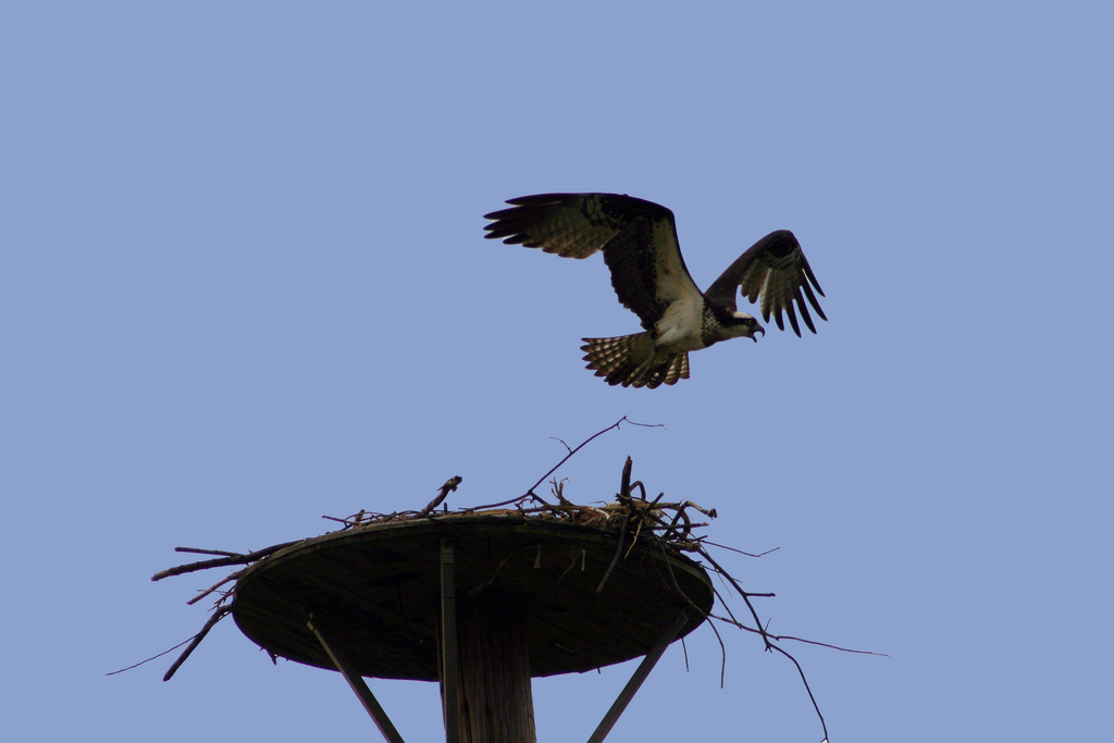 Osprey