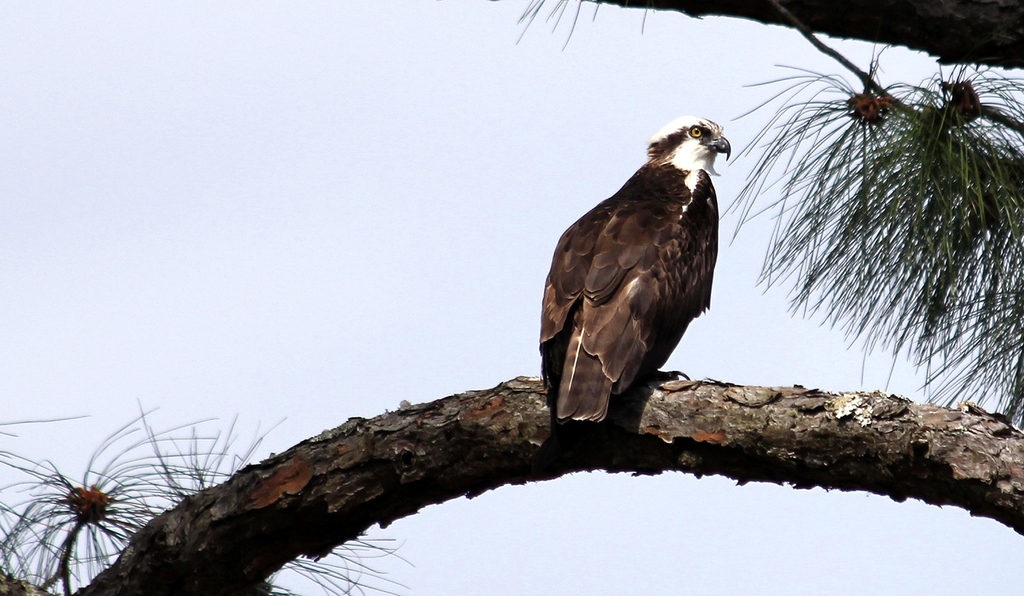 osprey