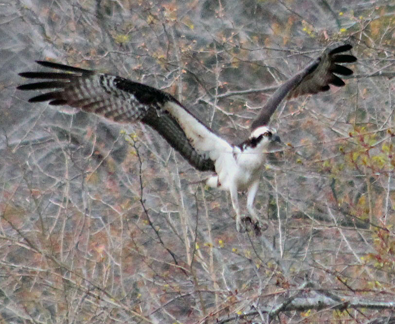 Osprey