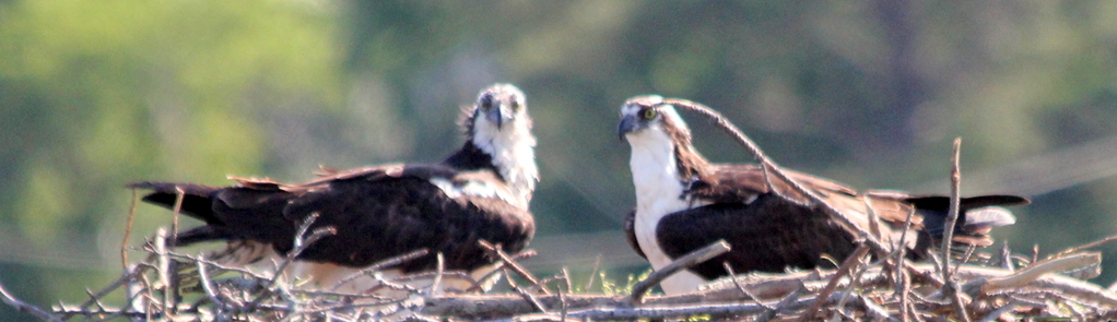 Osprey