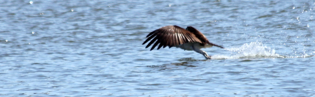 Osprey