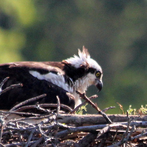 Osprey