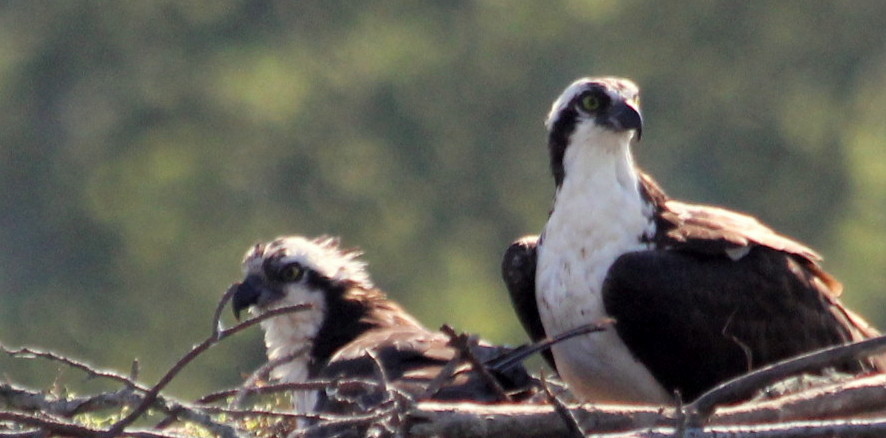 Osprey