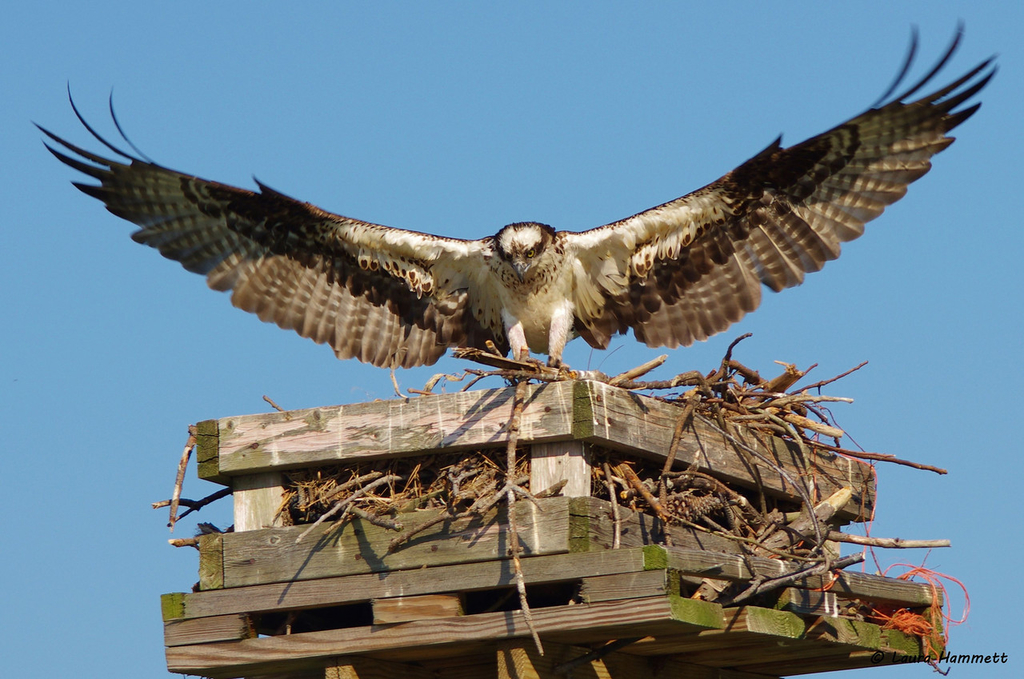 Osprey