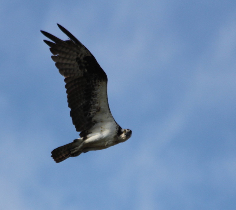 Osprey