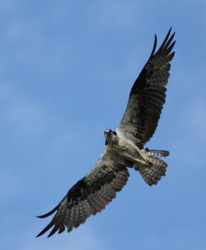 Osprey