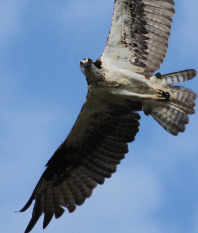 Osprey