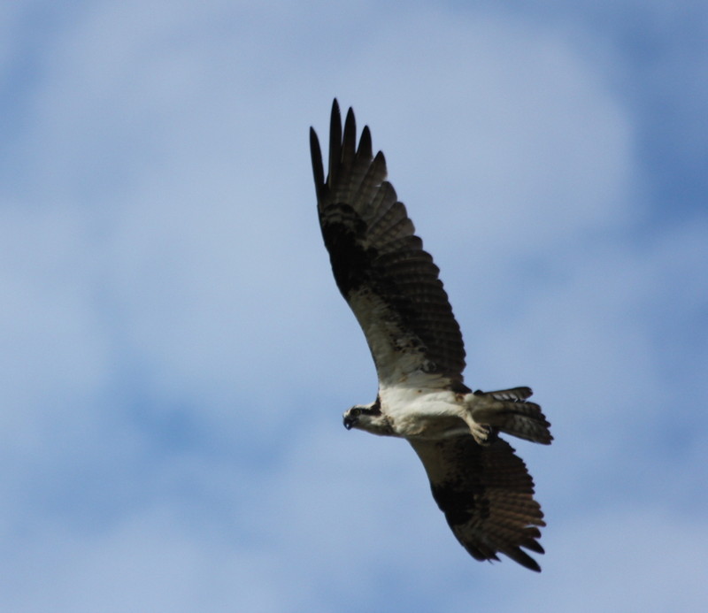 Osprey